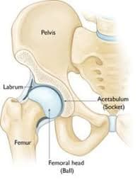 Hip joint anatomy