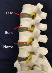 Spine diagram with labels